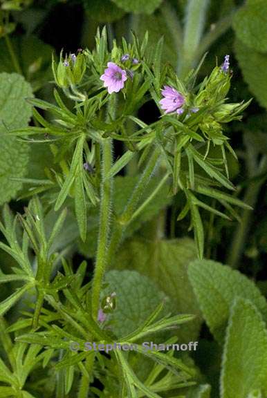 geranium dissectum 1 graphic